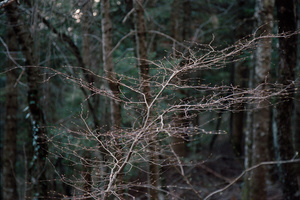 the tree