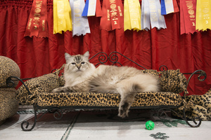 Salon National des Animaux de Compagnie, Montreal, November 29, 2014.