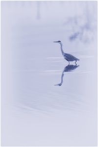 Wavelets