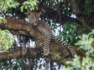 Leopard