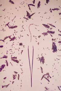 Act I - To Pluck