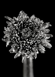 Chrysanthème