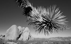 Desert Life