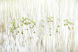Inspirational Marsh