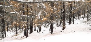WinterGold