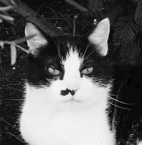 Stray Cats_23