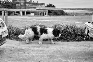 between two cars a dog,