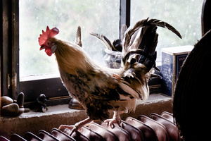 cock on radiotor
