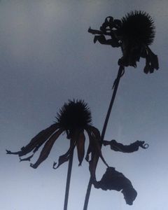 winterbloom - echinacia  (double)