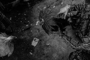 In search of an “suitable” oponent, and thus a match, a handler intruduces his cock to other cocks to force a reaction.
