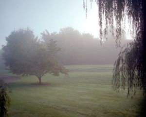 Front Yard in the Morning