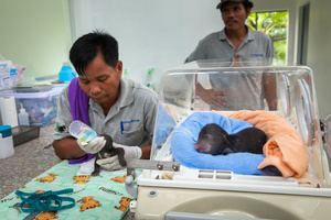 Free The Bears’ team unloads its newest arrival – a moon bear cub rescued from Battambang province. The team drove over 9 hours to relocate the cub at the Quarantine Center.