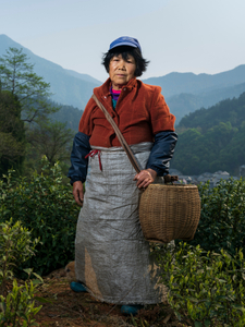The portrait of the female Chinese tea picker