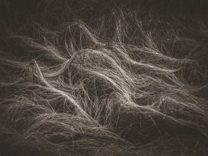 Grass