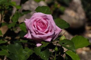 Summer Rose - North Carolina