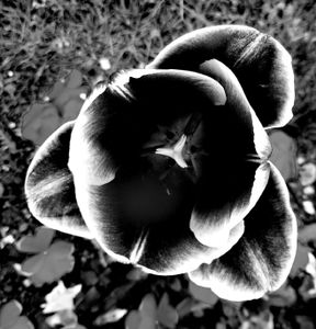 Tulip 15