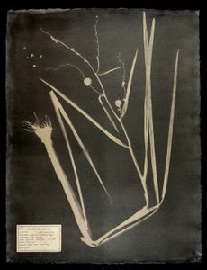 #00113 Sparganium eurycarpum