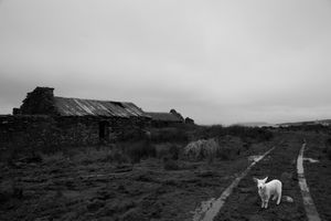 Little Lost Lamb