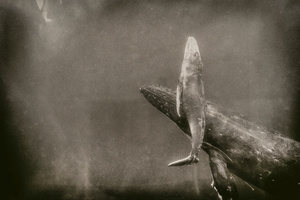 A whale kiss