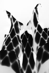 Invert bound by light and shadow