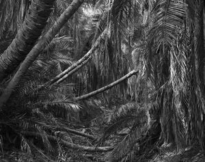 West Papua, Agats, 2010.