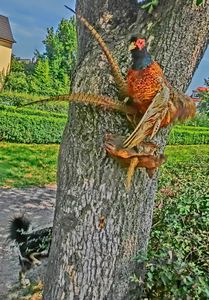Stuffed pheasant