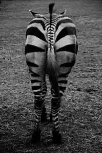 zebra