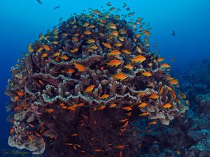 Coral reefs of Eilat, Red Sea