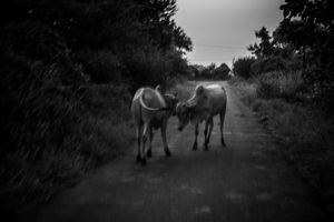 Human & Tiger Conflict