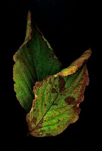 2 more Dead Leaves