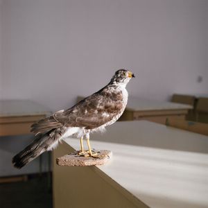 Work from series "Ilgas"