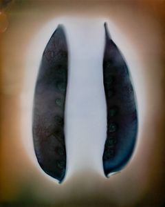 Snow Peas on Tri-X 4x5 - © Erin McGuire