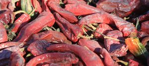 Pimiento Terroir