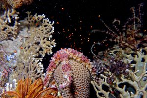 Sea Star Spawning