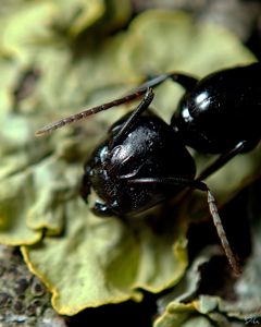 Gi-ant