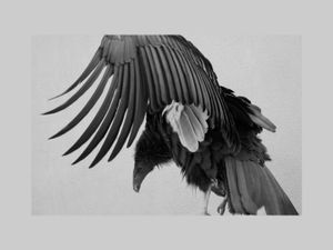 DOLLY WITH WING ALOFT PROFILE ©Janice Tieken. All rights reserved.