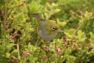 SILVEREYE IN THE BUSH