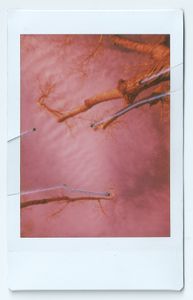 Red Limbs Cut