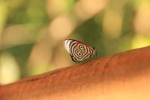 Butterfly 88