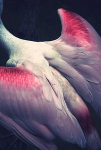 flamingo wings