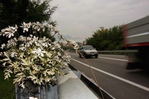 Fiori recisi