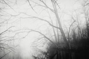 Lonely Forest