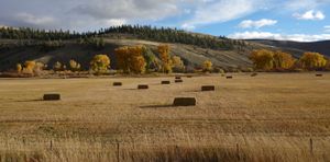 Baled Hay