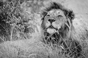 Majestic Lion