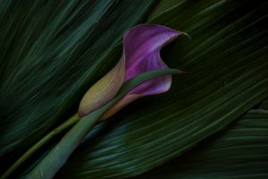 Fiorirai - Blooming Inside