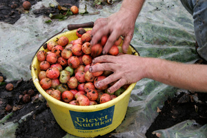 Gathering cider apples in a bucket