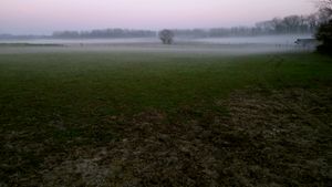 Horses in the mist.