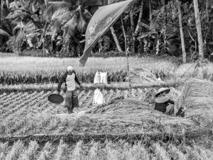 Rice harvesting.