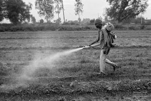 Spraying crops | Dhanda, Punjab.