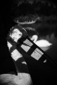 Glimpse of Freedom